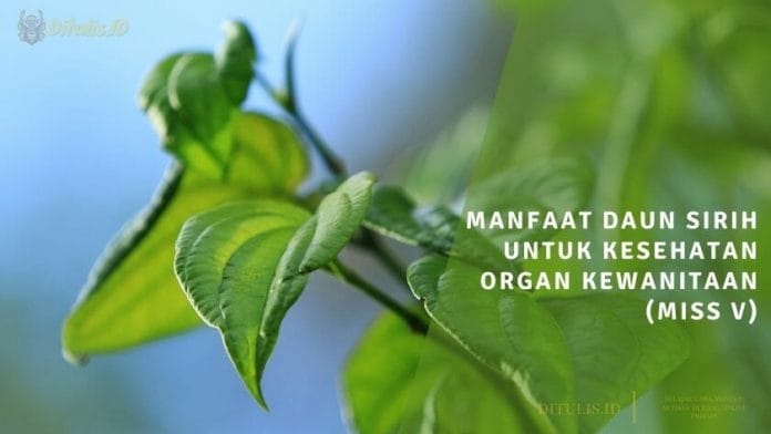 manfaat daun sirih untuk kesehatan organ kewanitaan