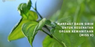 manfaat daun sirih untuk kesehatan organ kewanitaan