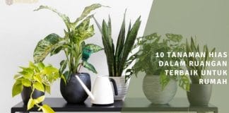 10 tanaman hias dalam ruangan terbaik untuk rumah