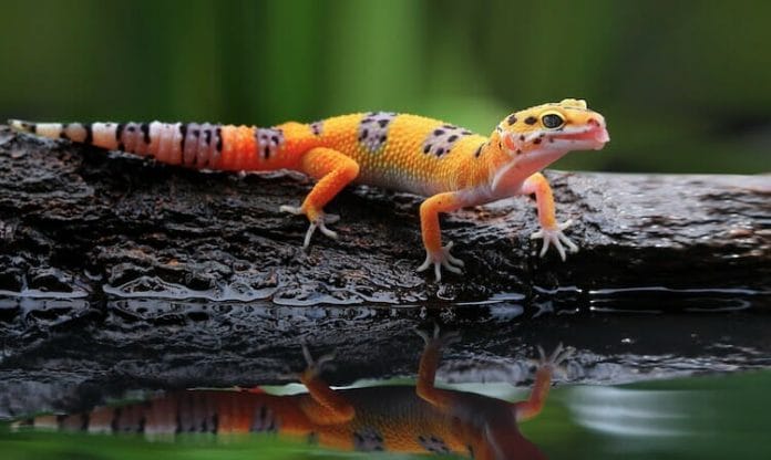 Leopard Gecko Drinking Water