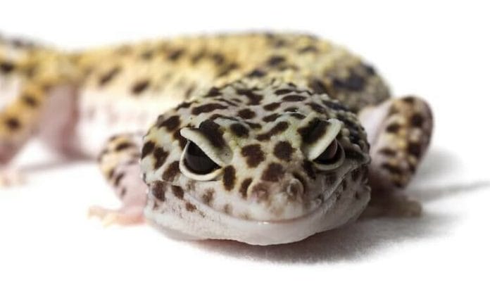 Senyuman Leopard Gecko