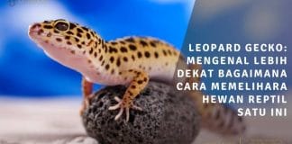 leopard gecko mengenal lebih dekat bagaimana cara memelihara hewan reptil satu ini