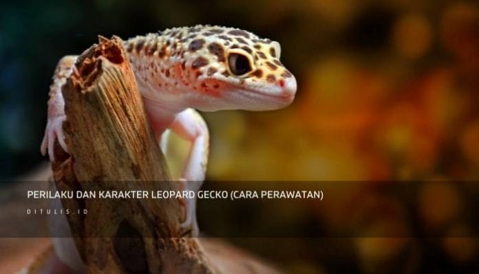 Perilaku Dan Karakter Leopard Gecko Cara Perawatan